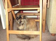 Lovely Fluffy